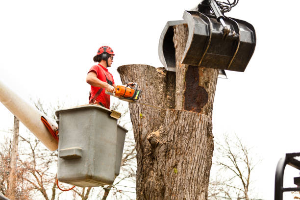 Professional Tree Care in Bridgeport, WV